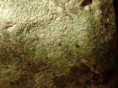 Verrucaria praetermissa
