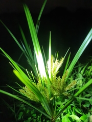 Cyperus exaltatus