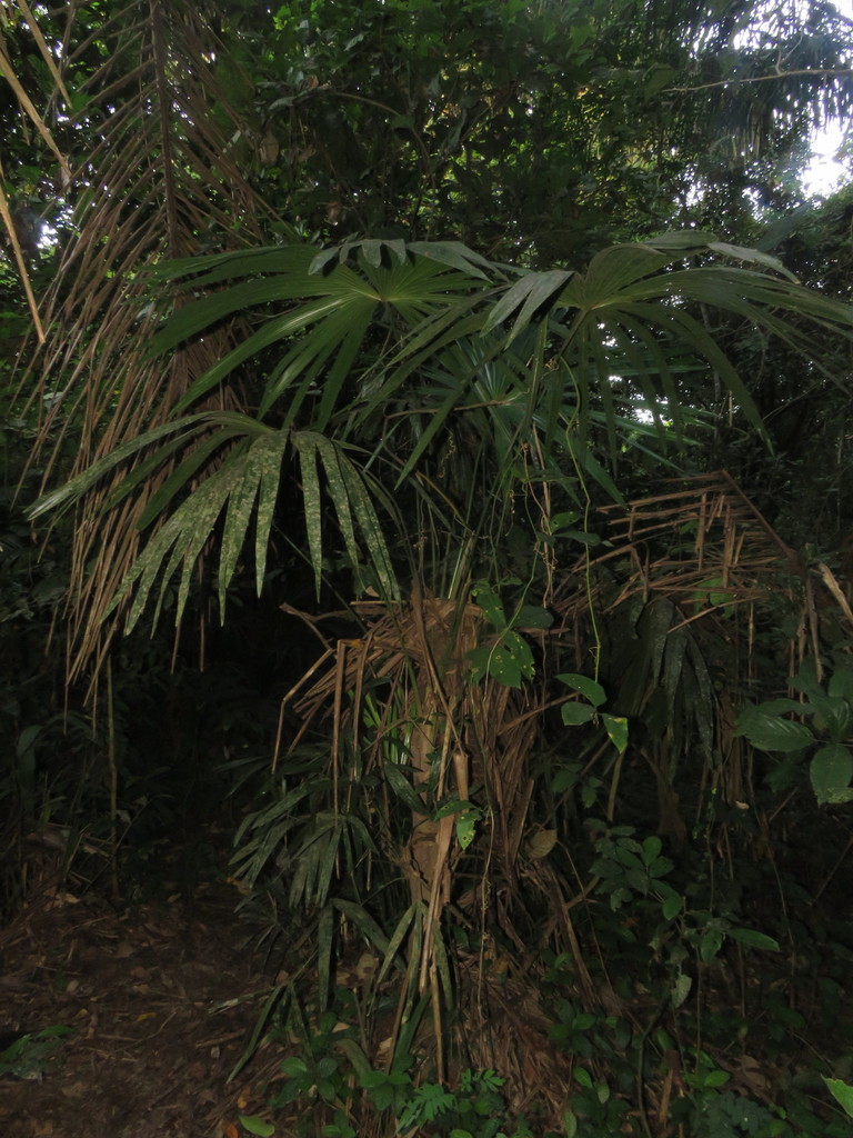 Chelyocarpus chuco 3