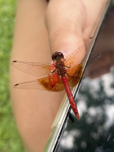Band-winged Meadowhawk photo 3