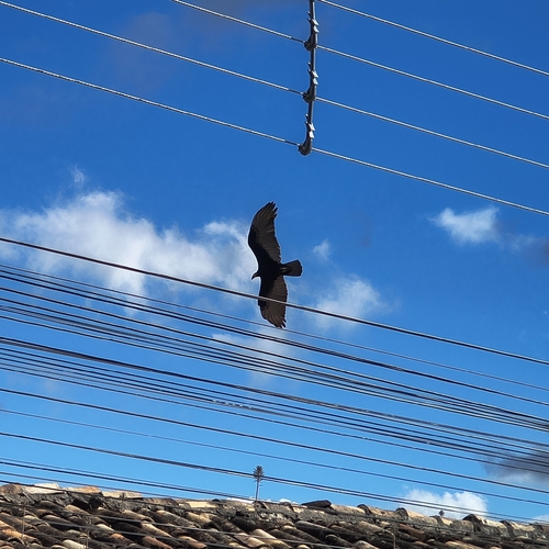 Lesser Yellow-headed Vulture