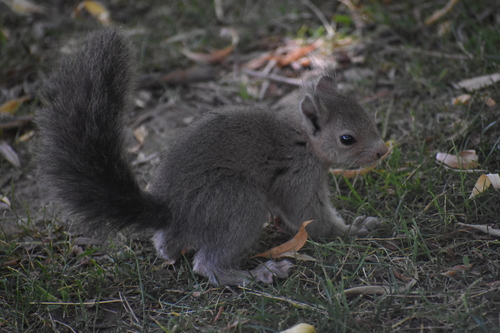 Eurasian Red Squirrel