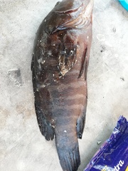 Cephalopholis panamensis