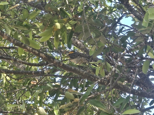 Campo Flicker