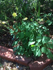 Aquilegia chrysantha