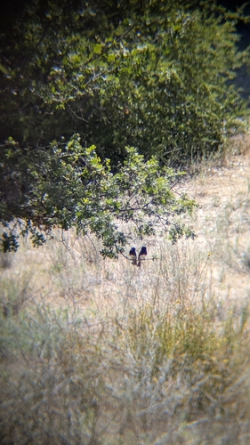 iNaturalist observation photo of Black Phoebe