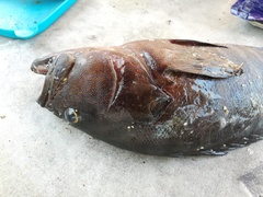 Cephalopholis panamensis