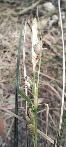 Carex halleriana