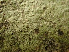 Verrucaria praetermissa