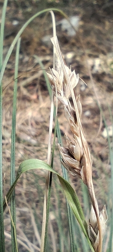 Carex halleriana, photograph 2