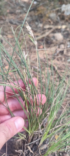 Carex halleriana, photograph 3