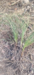 Carex halleriana, photograph (c) Santiago Martín-Bravo, some rights reserved (CC BY)