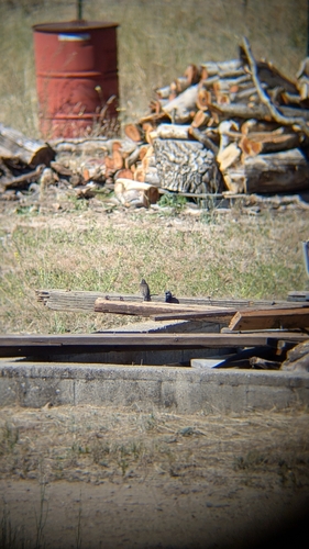 iNaturalist observation photo of Black Phoebe