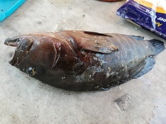 Cephalopholis panamensis
