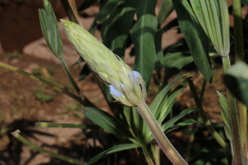 Lupinus montanus, photograph 3
