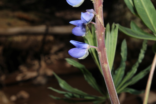 Lupinus montanus, photograph 2