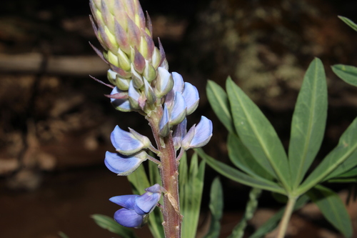Lupinus montanus, photograph 4