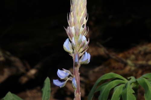Lupinus montanus, photograph 5