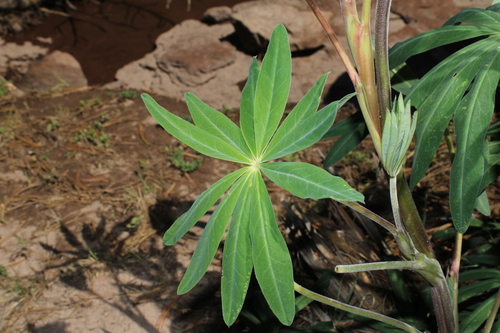 Lupinus montanus, photograph 6