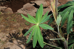 Lupinus montanus, photograph (c) Rodolfo Maximiliano Gutiérrez-Sánchez, some rights reserved (CC BY)