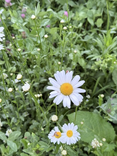 oxeye daisy