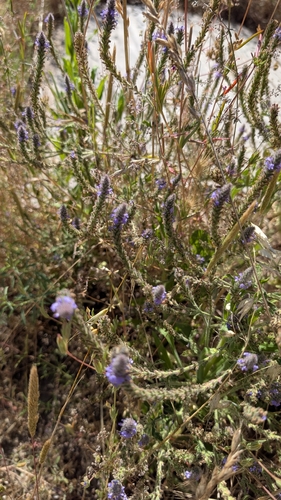 iNaturalist observation photo of vervains