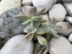 Pachyphytum