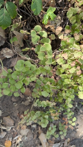 iNaturalist observation photo of California Maidenhair Fern