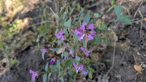 iNaturalist observation photo of Elegant Clarkia