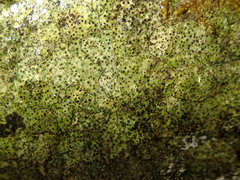 Verrucaria praetermissa