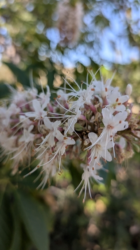 iNaturalist observation photo of California buckeye