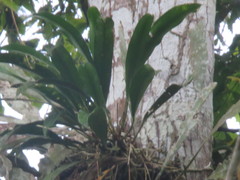 Anthurium gracile