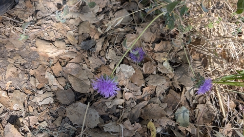 iNaturalist observation photo of Coyote Mint
