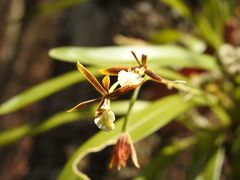 Prosthechea squalida