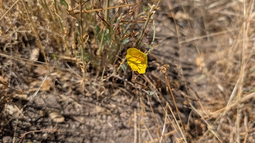 iNaturalist observation photo of Tufted Poppy