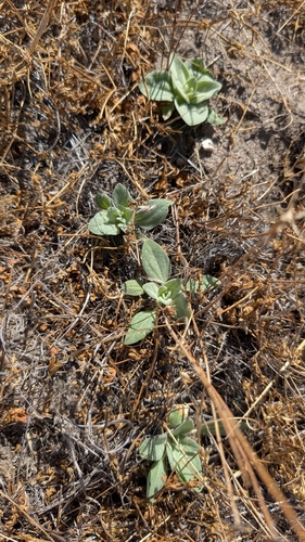 iNaturalist observation photo of turkey mullein