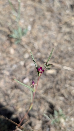 iNaturalist observation photo of Winecup Clarkia