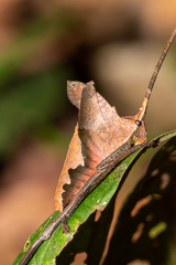 Pterochroza ocellata