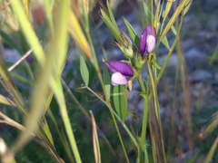 Lathyrus hirsutus