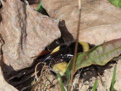 Bombus terricola image