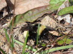 Bombus terricola image