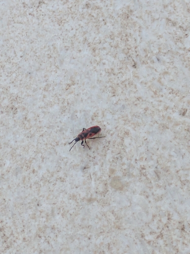 Mediterranean red bug