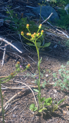 Senecio aronicoides observed 2026-06-23