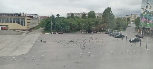 Feral Pigeon