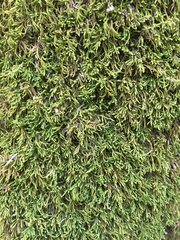 Claopodium rostratum