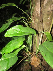 Monstera obliqua