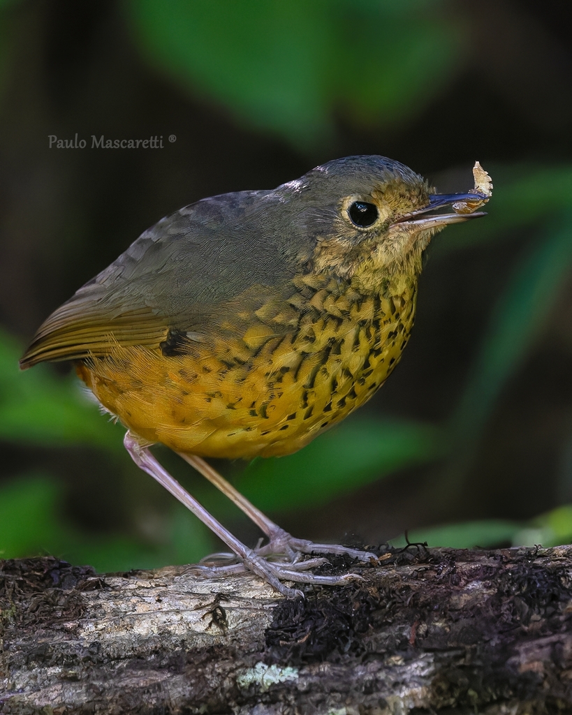 Speckle-breasted Antpitta