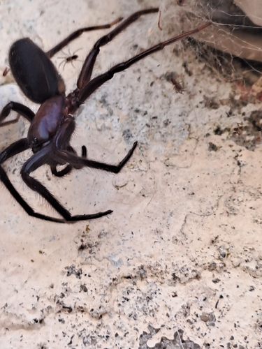 Tube-dwelling Spider
