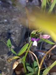 Lathyrus hirsutus