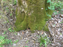 Claopodium rostratum